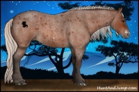 Horse Color:Silver Bay Roan Frame