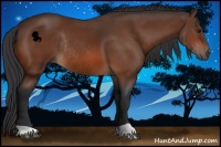 Horse Color:Bay Rabicano 