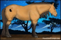 Horse Color:Buckskin 