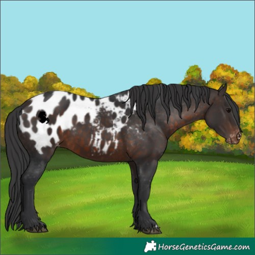 Horse Color:Brown Appaloosa 