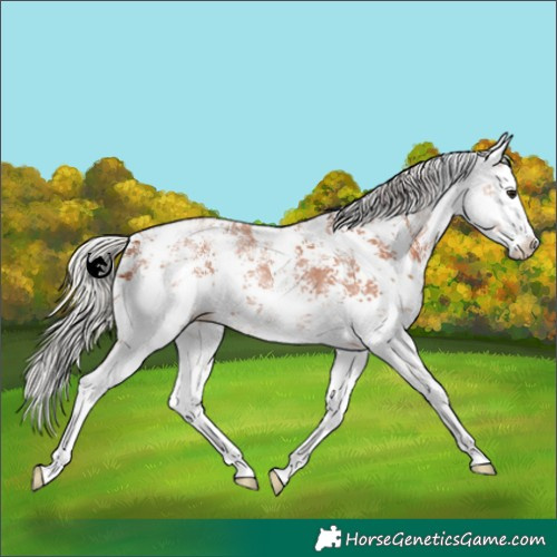 Horse Color:White Spotted Silver Bay Sabino Splash 