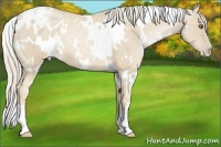 Horse Color:White Spotted Palomino Pearl 
