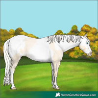Horse Color:Palomino Roan Pearl  and Palomino Roan Pearl Blanket 