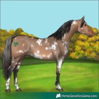 Horse Color:White Spotted Bay Dun Rabicano 