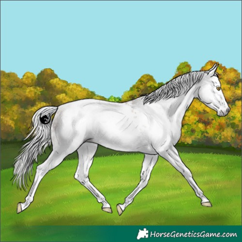 Horse Color:Gray White Spotted Silver Sable Champagne Sabino 