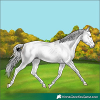 Horse Color:Gray White Spotted Silver Sable Champagne Sabino 