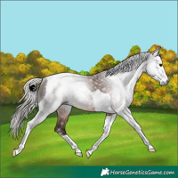 Horse Color:Gray Silver Black Sabino Tobiano Rabicano 