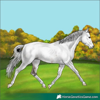 Horse Color:Gray White Spotted Silver Black Tobiano 