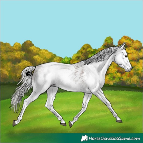 Horse Color:Gray White Spotted Silver Black Sabino 