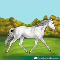 Horse Color:Gray White Spotted Silver Black Sabino 
