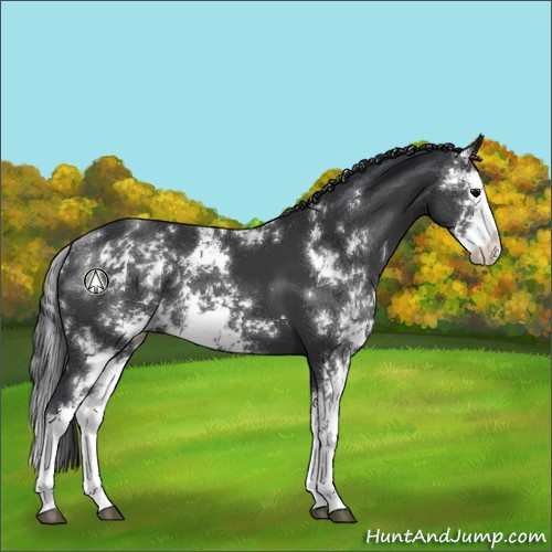 Horse Color:Black Sabino Splash