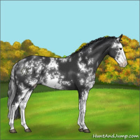 Horse Color:Black Sabino Splash