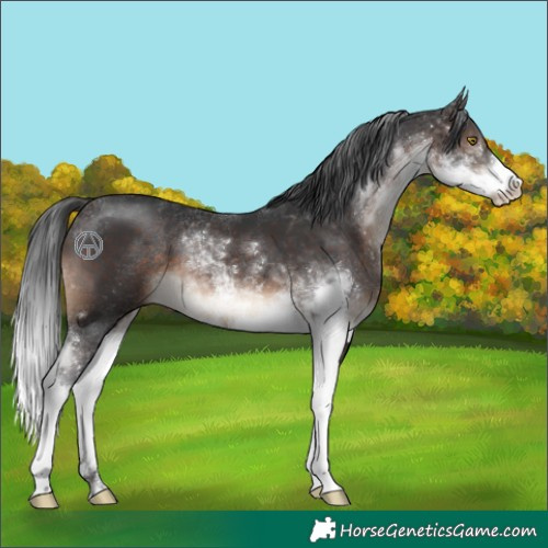 Horse Color:Brown Sabino 
