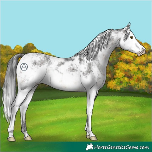 Horse Color:Brown Sabino