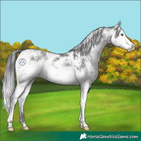 Horse Color:Brown Sabino 