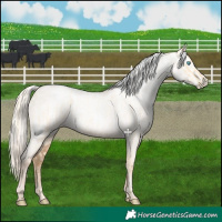 Horse Color:Palomino Roan Pearl  and Gray Palomino Roan Pearl 