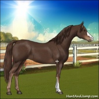 Horse Color:Liver Chestnut 