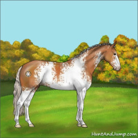 Horse Color:White Spotted Silver Bay Sabino 