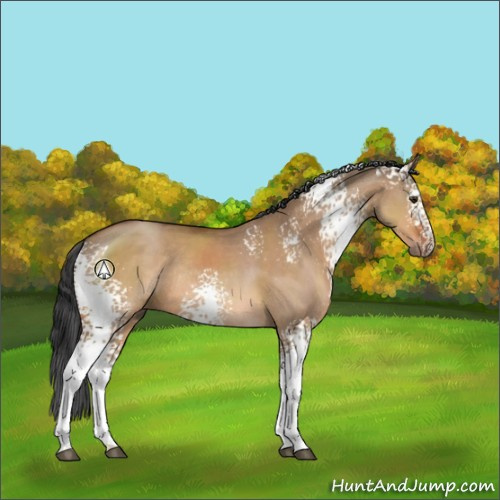 Horse Color:White Spotted Bay Dun Rabicano 