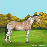 Horse Color:White Spotted Bay Dun Rabicano 