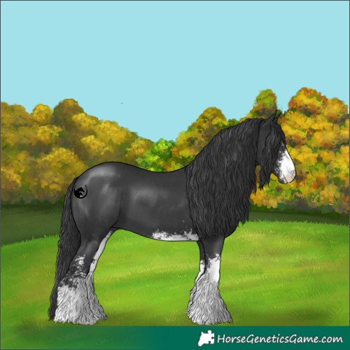 Horse Color:Black Sabino 