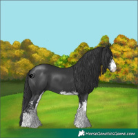 Horse Color:Black Sabino 