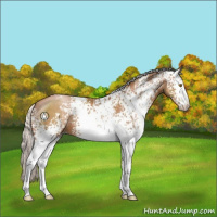 Horse Color:White Spotted Silver Brown Pearl Sabino