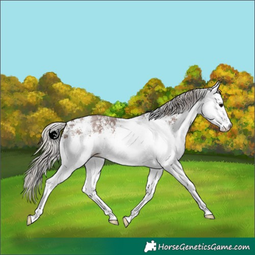 Horse Color:White Spotted Silver Black 