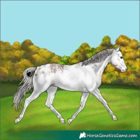 Horse Color:White Spotted Silver Black 