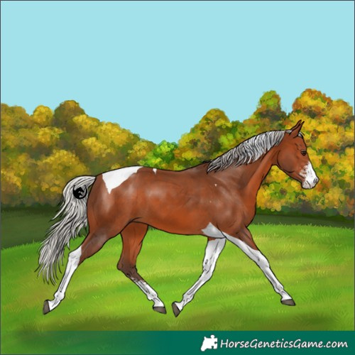 Horse Color:Silver Brown Sabino Tobiano 