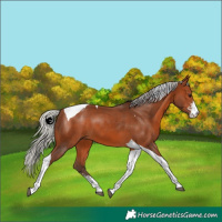 Horse Color:Silver Brown Sabino Tobiano 