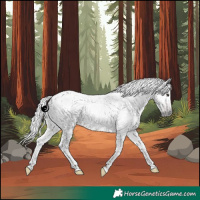 Horse Color:Gray Silver Brown Sabino 