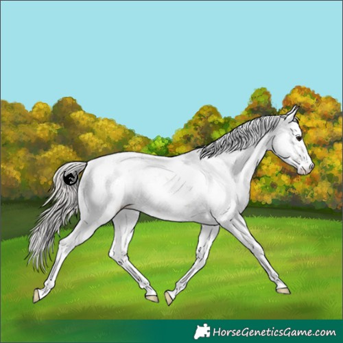 Horse Color:Silver Grullo Sabino Rabicano 