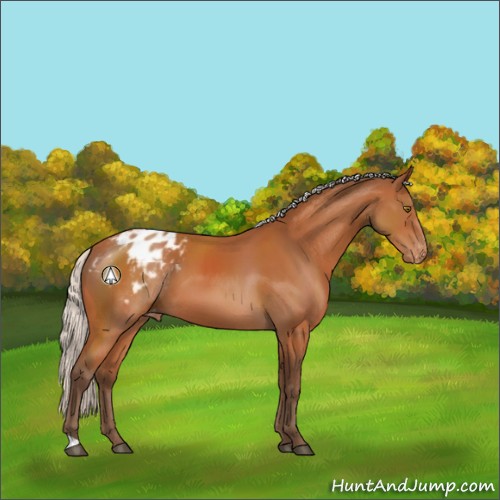 Horse Color:Silver Bay Appaloosa 
