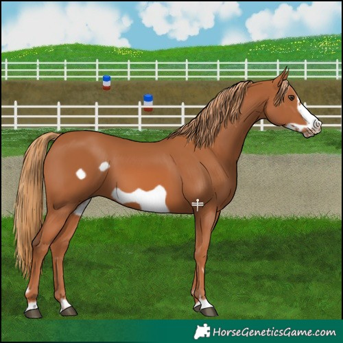 Horse Color:Chestnut Frame 