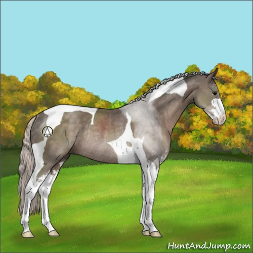 Horse Color:Silver Black Sabino Tobiano Rabicano