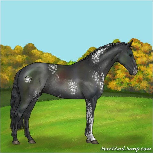 Horse Color:White Spotted Black Rabicano 