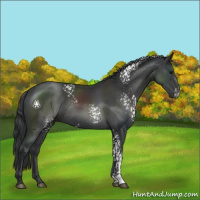 Horse Color:White Spotted Black Rabicano 