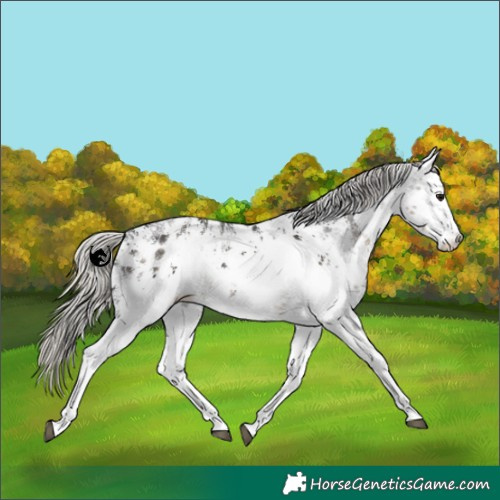 Horse Color:White Spotted Silver Smoky Black Sabino Near Leopard 