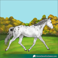 Horse Color:White Spotted Silver Smoky Black Sabino Appaloosa 