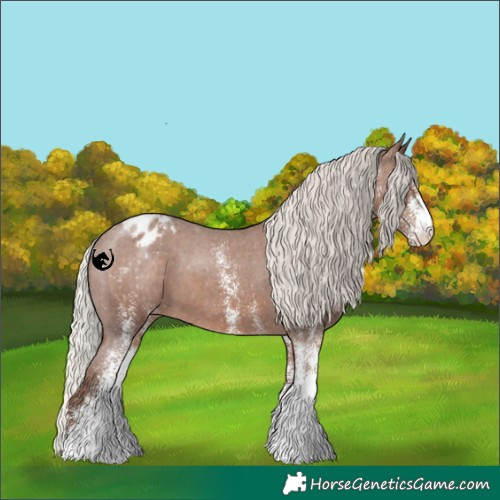 Horse Color:White Spotted Silver Black Appaloosa 