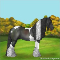 Horse Color:Black Tobiano 