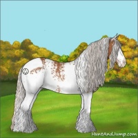 Horse Color:White Spotted Silver Bay Tobiano Rabicano 