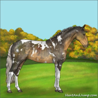 Horse Color:White Spotted Silver Smoky Black Tobiano Rabicano 