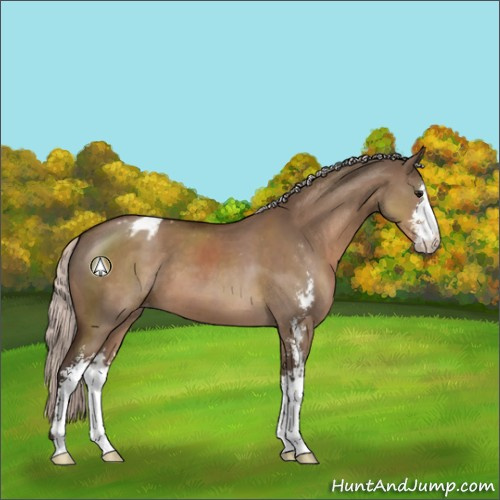 Horse Color:Silver Brown Dun Sabino Appaloosa 