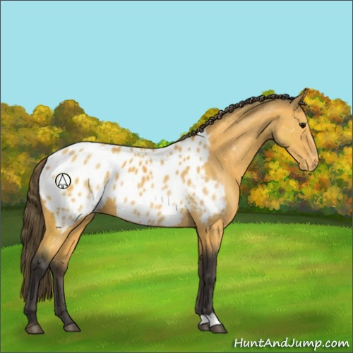 Horse Color:Buckskin Appaloosa 