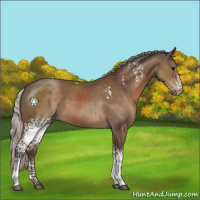 Horse Color:White Spotted Silver Black Sabino 