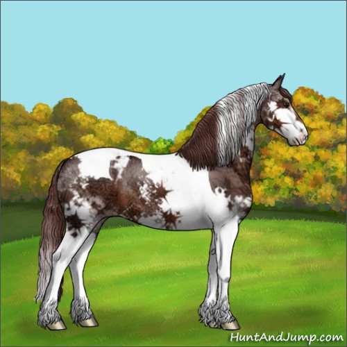 Horse Color:Chocolate Brown Ice Splash Tobiano Appaloosa 