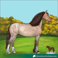 Horse Color:Chocolate Brown Dun 