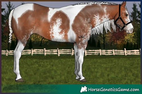 Horse Color:White Spotted Silver Brown Tobiano 